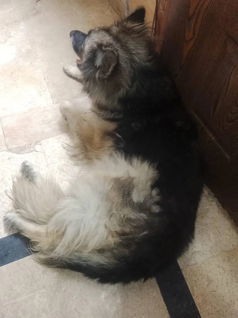 i have a beautiful German shepherd female loan coat for sale — photo 3