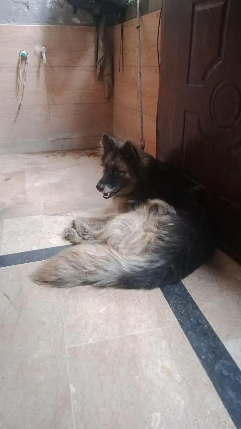 i have a beautiful German shepherd female loan coat for sale — photo 4