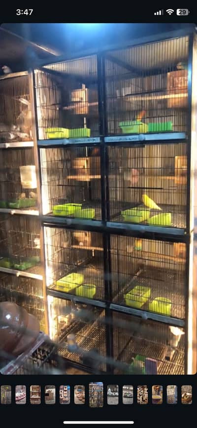 Setup with cages and birds
