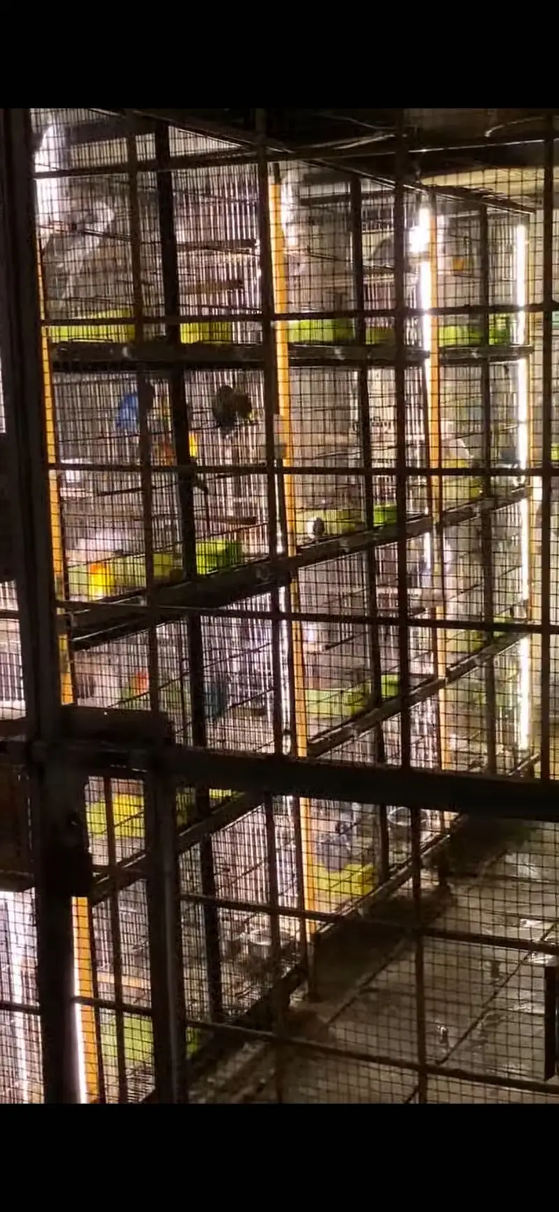 Setup with cages and birds — photo 2