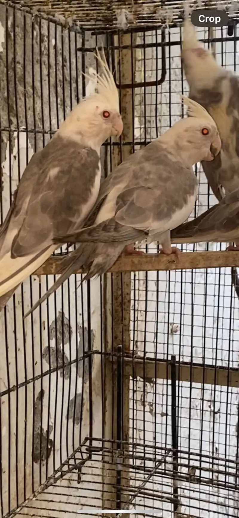 Setup with cages and birds — photo 3