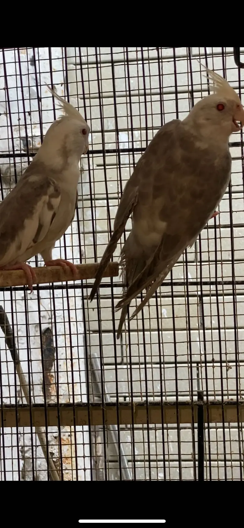Setup with cages and birds — photo 4
