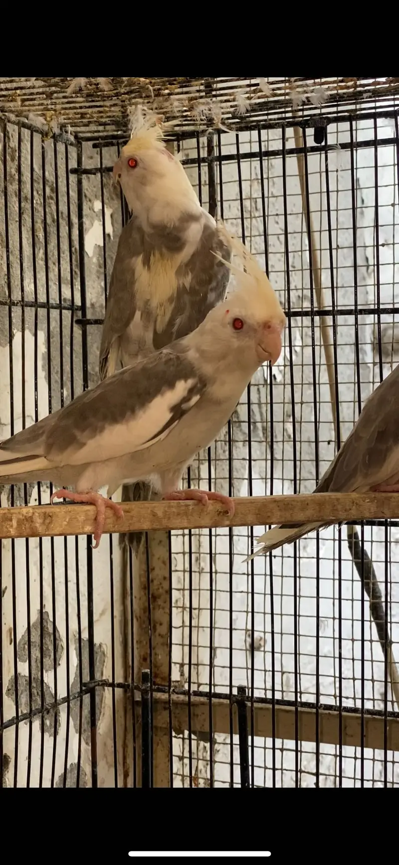 Setup with cages and birds — photo 5
