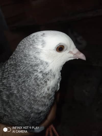 2 pigeon male 6 month age