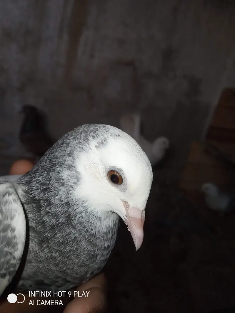 2 pigeon male 6 month age — photo 2