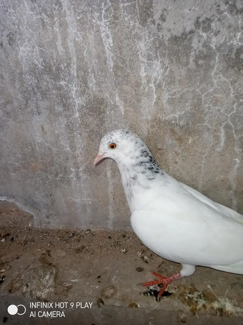 2 pigeon male 6 month age — photo 3