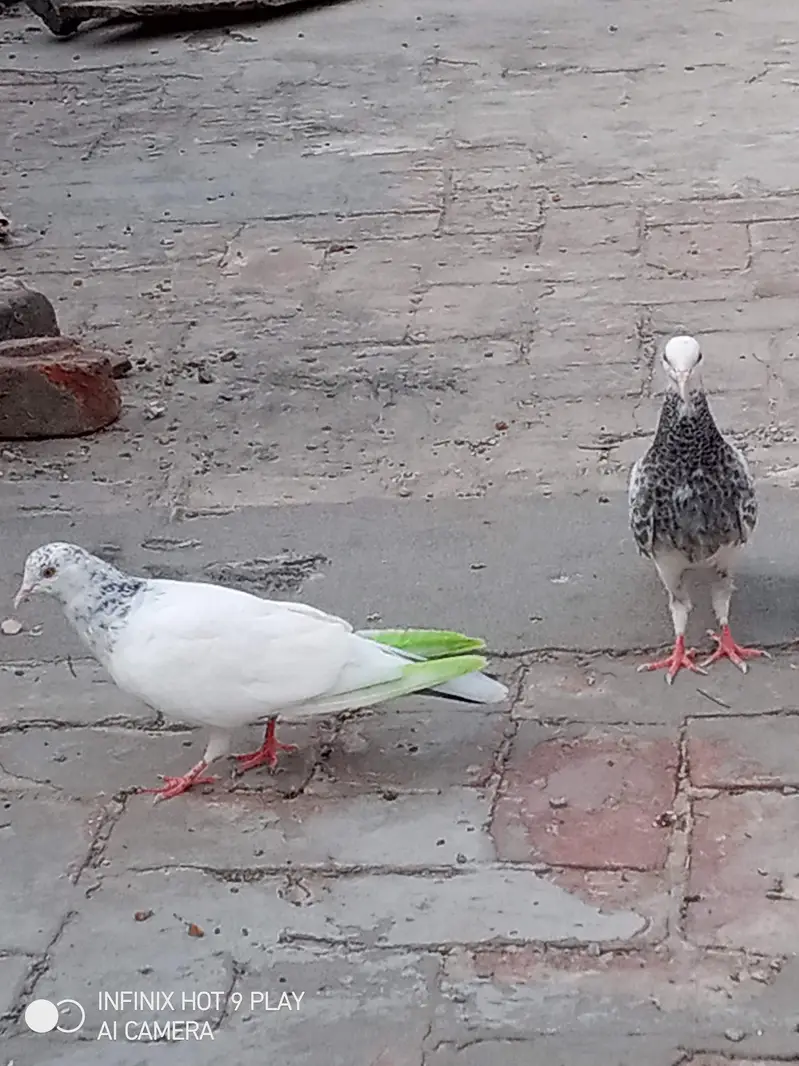 2 pigeon male 6 month age — photo 5