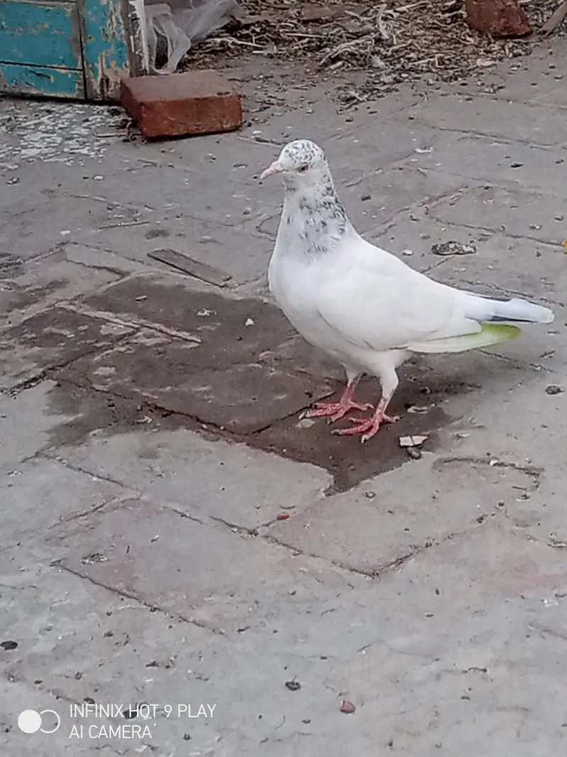 2 pigeon male 6 month age — photo 6