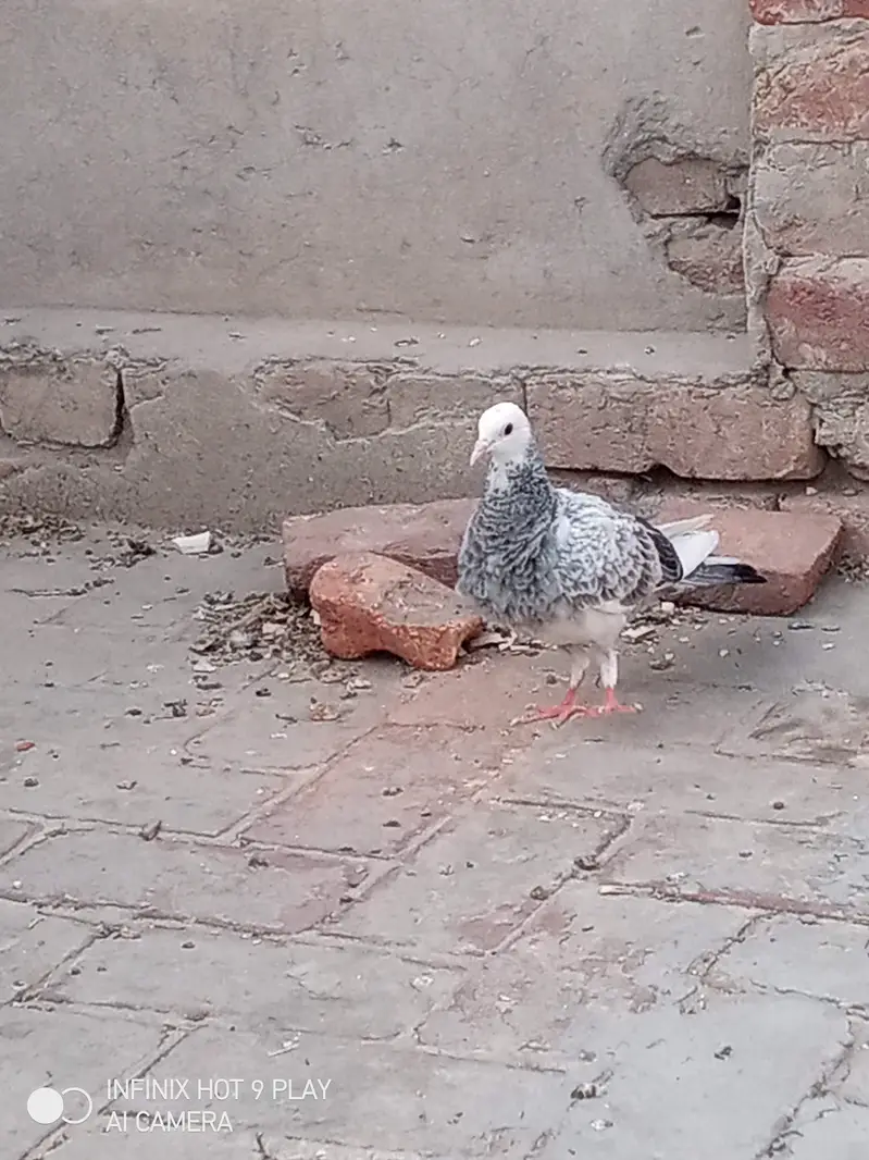 2 pigeon male 6 month age — photo 7