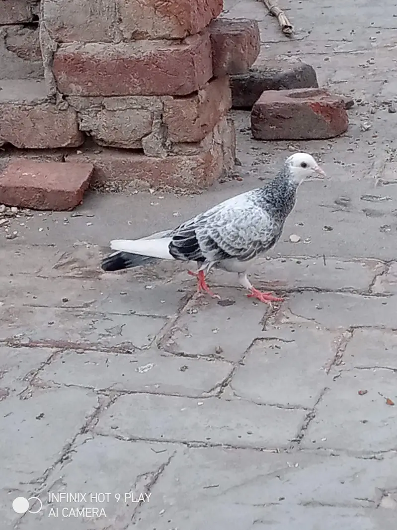 2 pigeon male 6 month age — photo 8