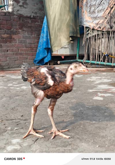 aseel patha