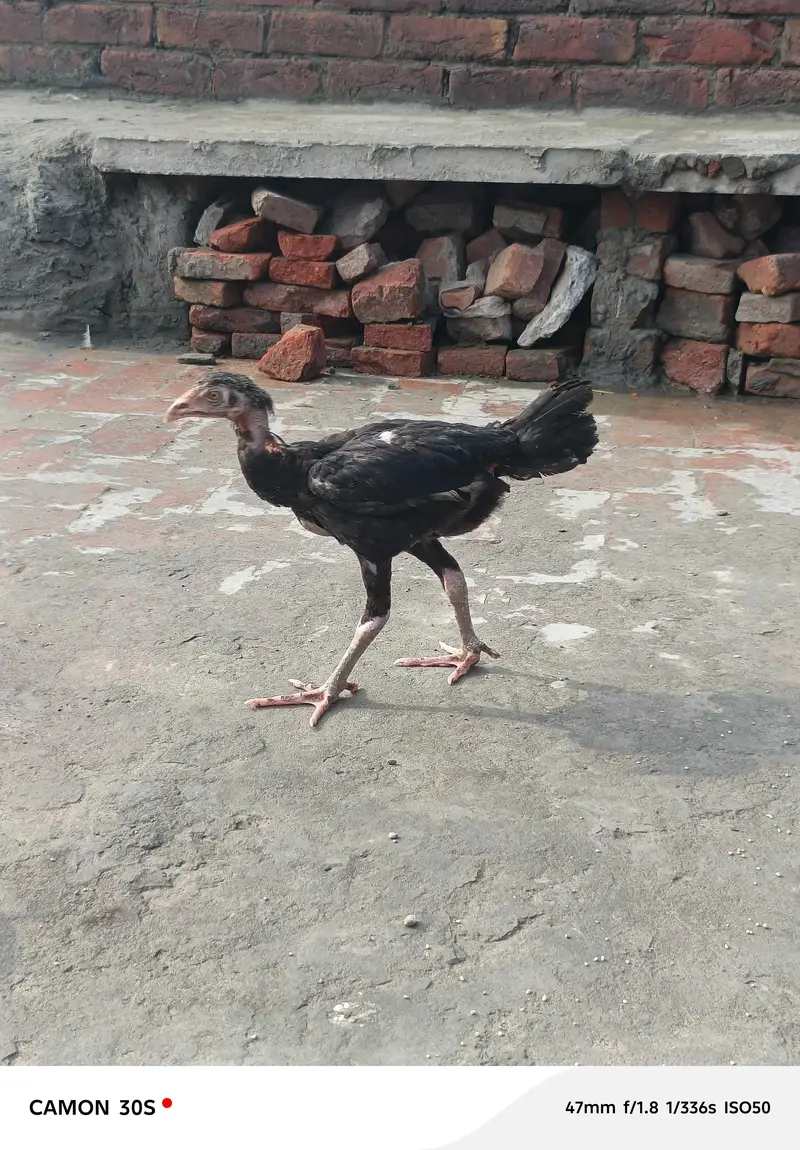 aseel patha — photo 2