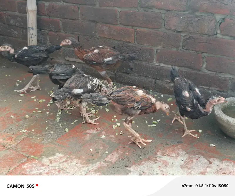 aseel patha — photo 3