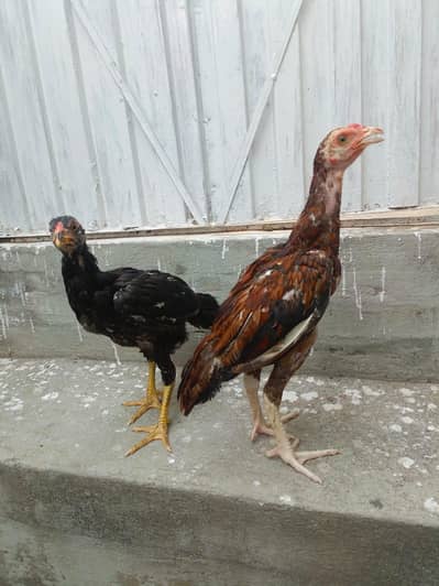 Aseel lasani Chicks Pair For Sale. . what's app:03219874606