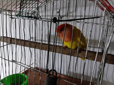 Olx budgie  parrot and love bird