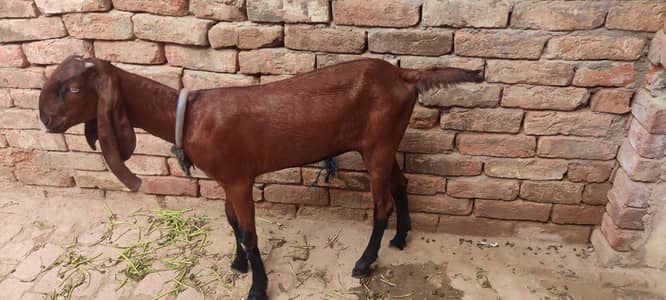 goat nagri pathi