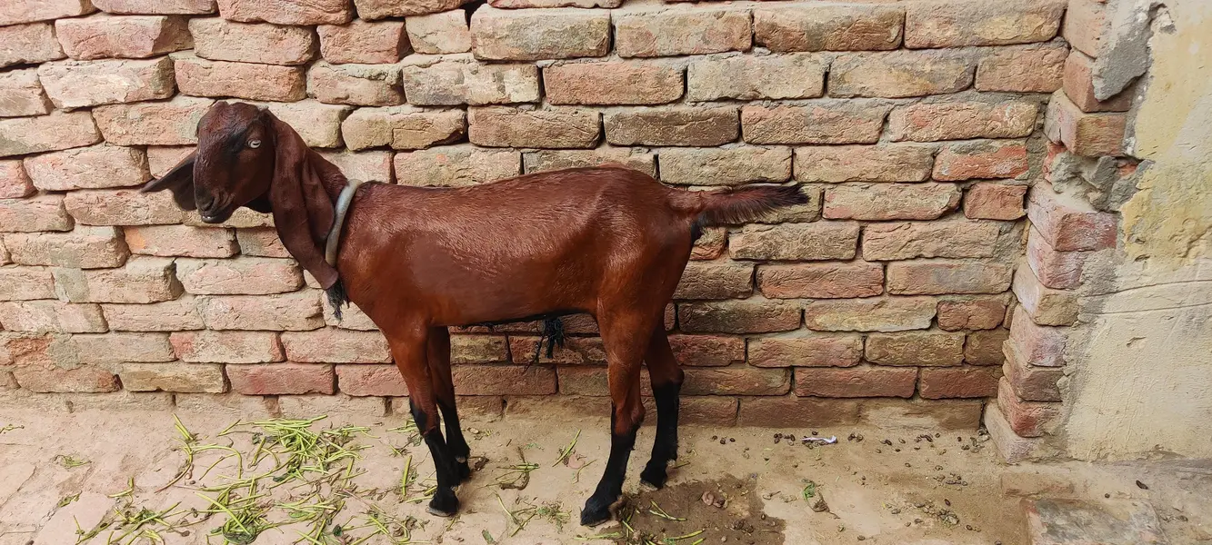 goat nagri pathi — photo 2