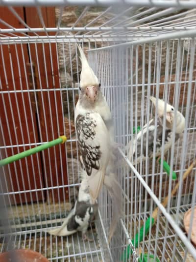 3 cocktail for sale