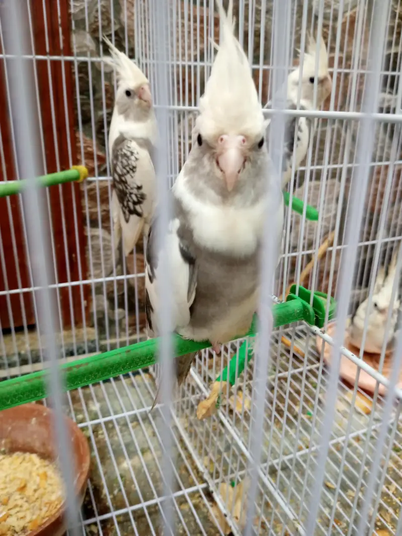 3 cocktail for sale — photo 3