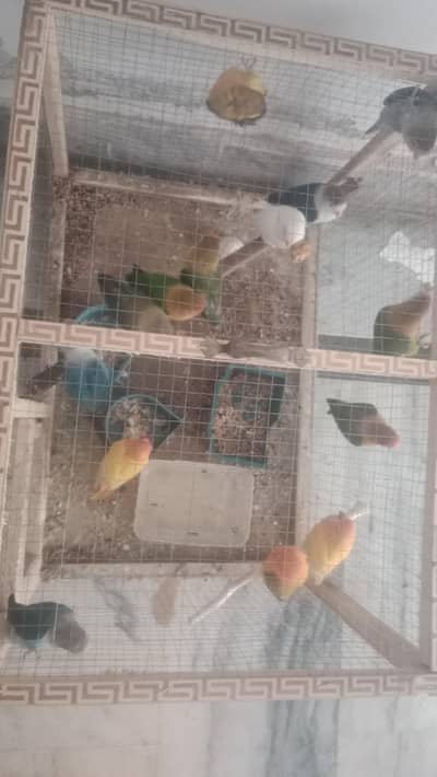 lovebirds ready to bread