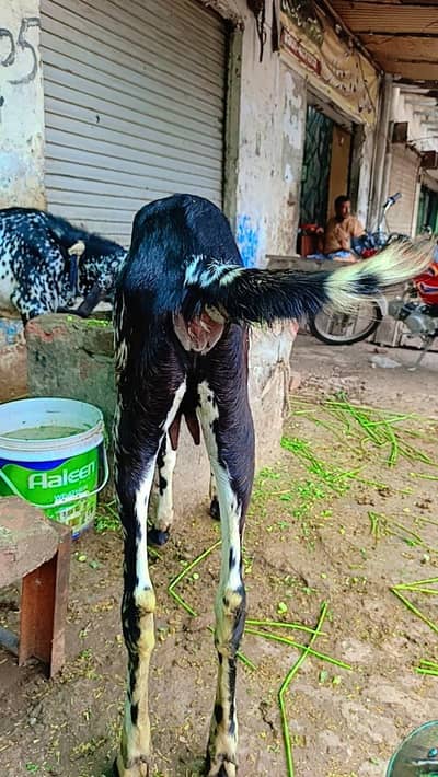 makhi chini desi breed