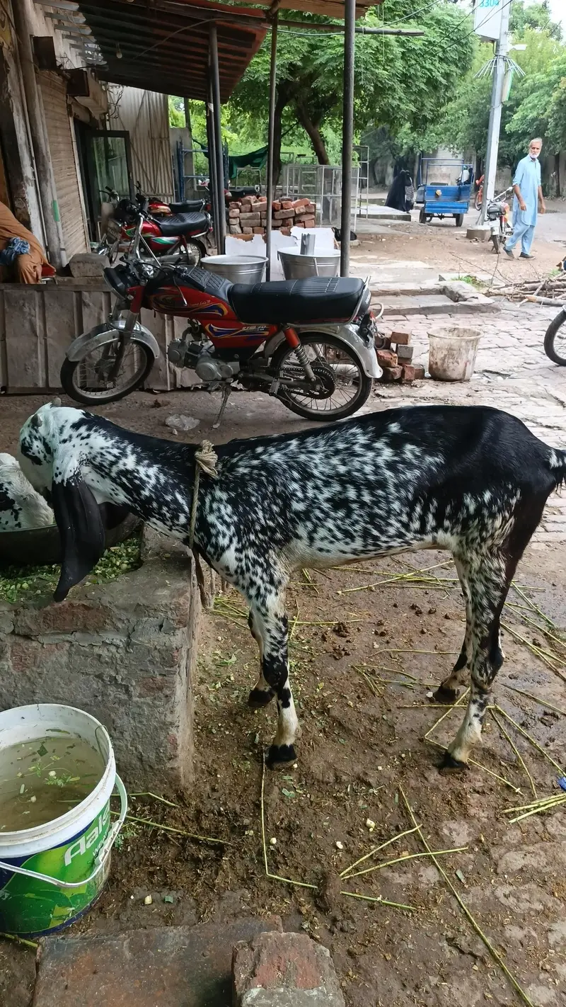 makhi chini desi breed — photo 2