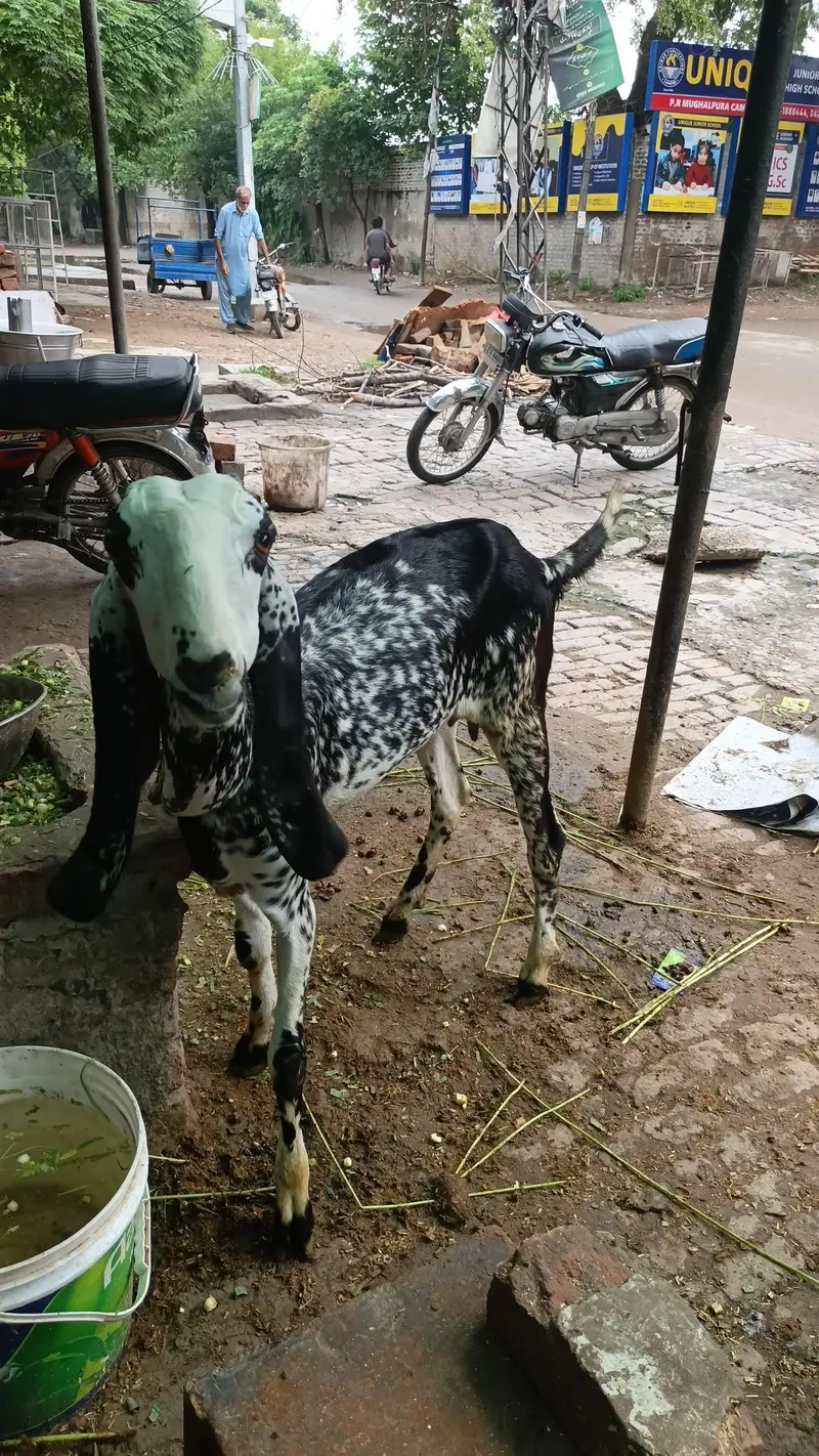 makhi chini desi breed — photo 3