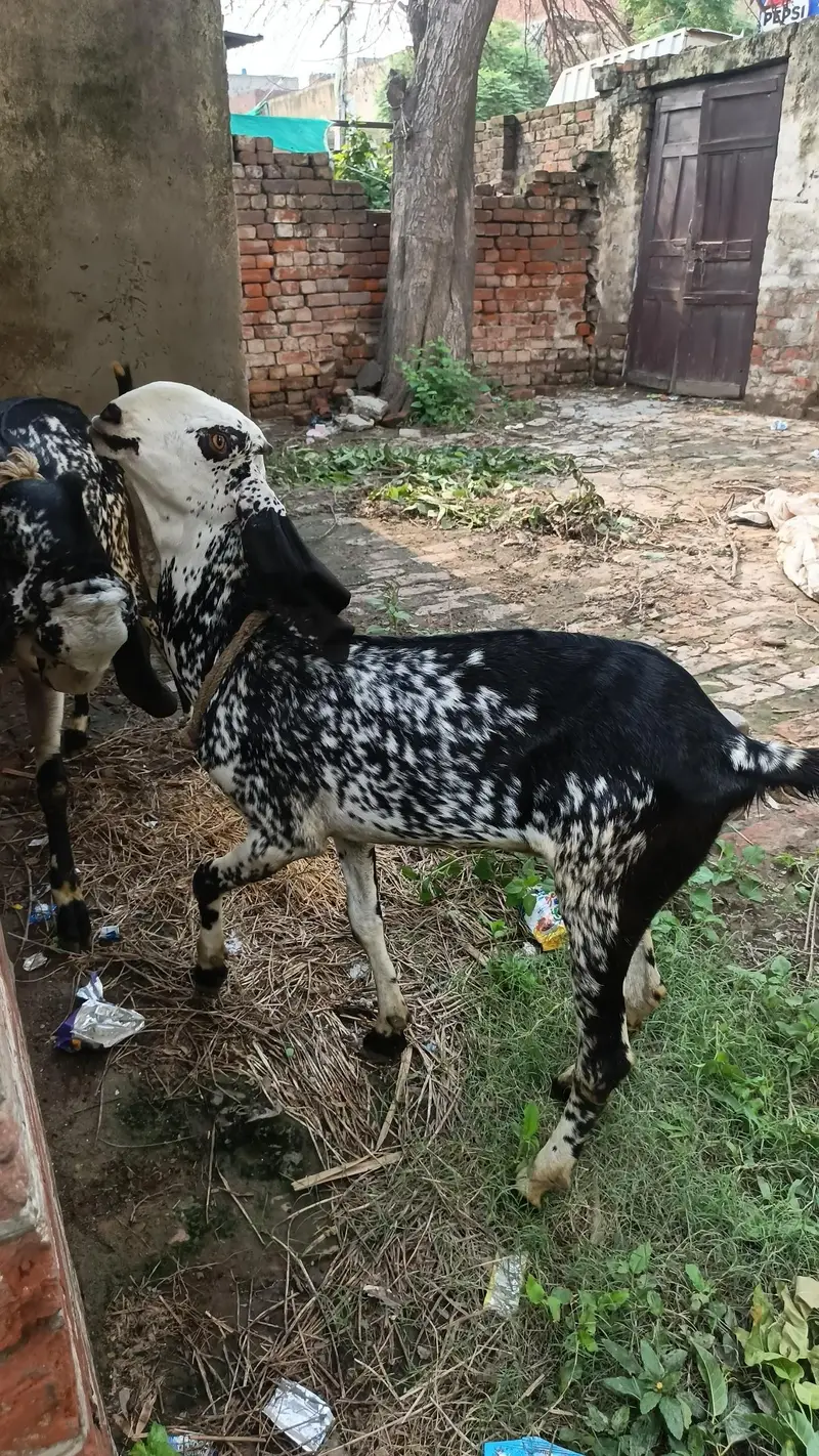 makhi chini desi breed — photo 4