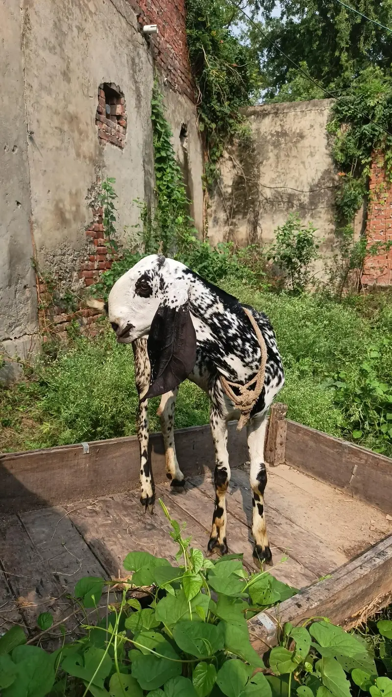 makhi chini desi breed — photo 5