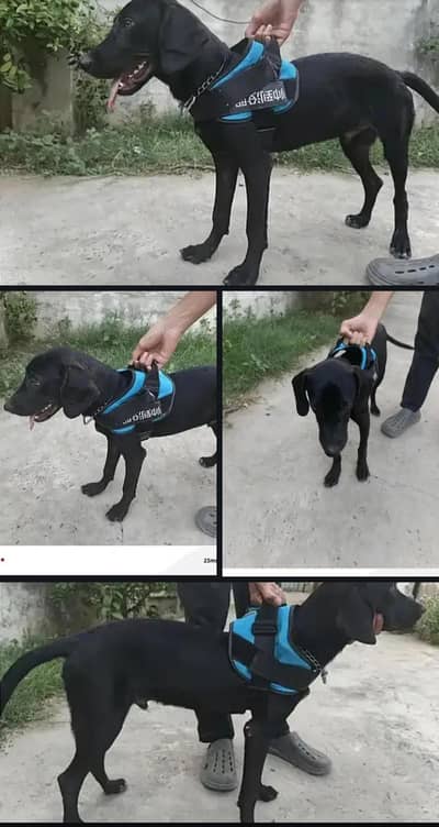 Solid Black.  POINTER.  dog for sale (EXCHANGE POSSIBLE)