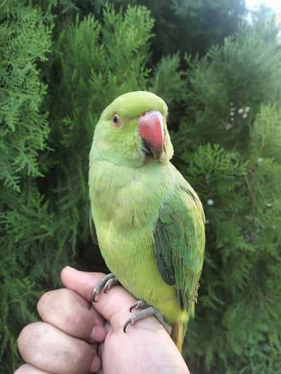 Ringneck Parrot, Female.