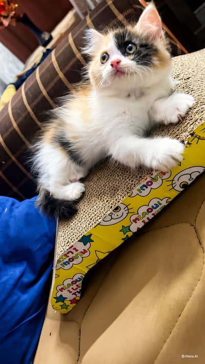 Persian cat kittens