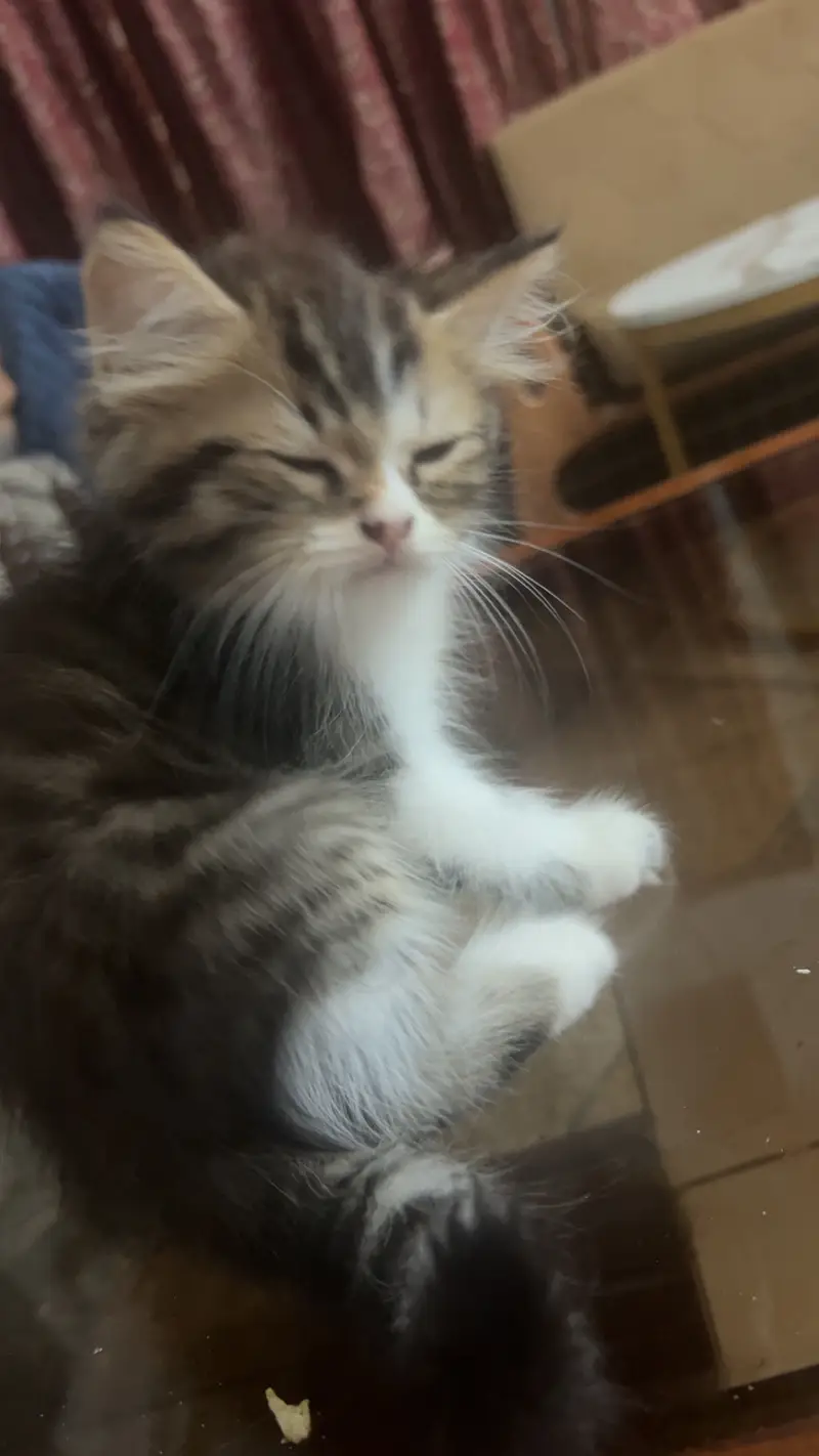 Persian cat kittens — photo 2