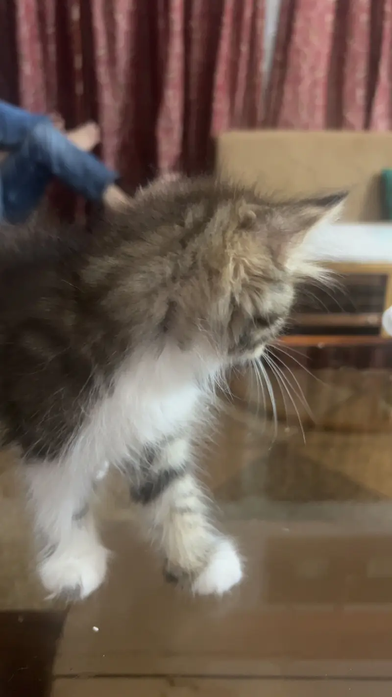 Persian cat kittens — photo 3