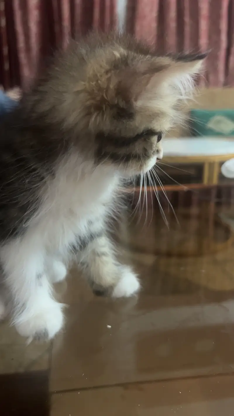 Persian cat kittens — photo 4