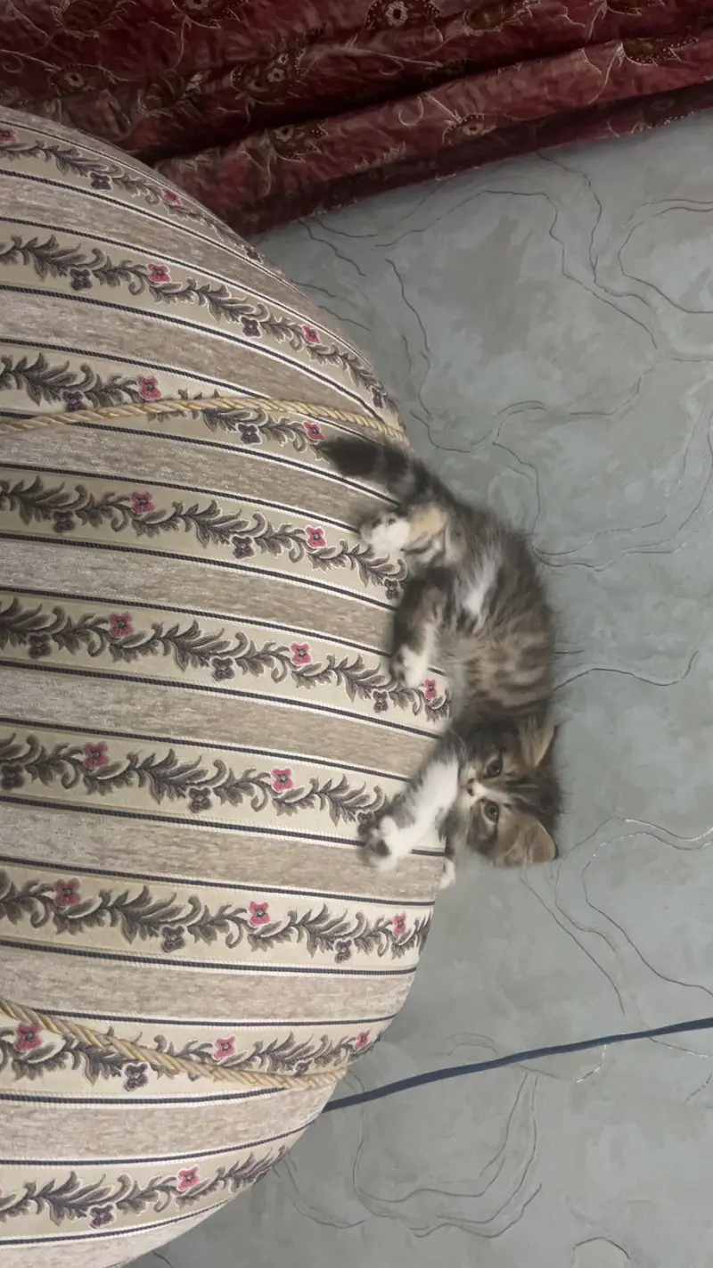 Persian cat kittens — photo 5