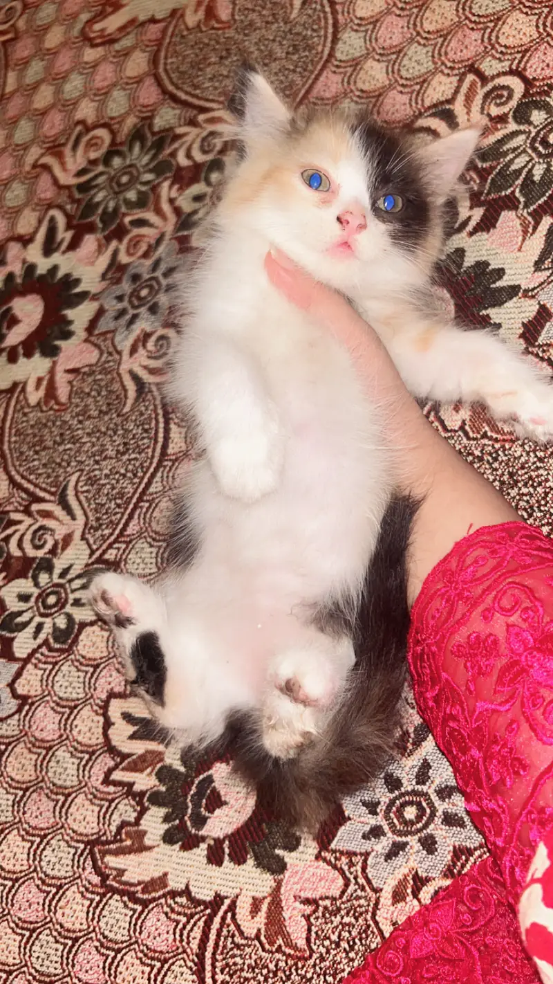 Persian cat kittens — photo 7