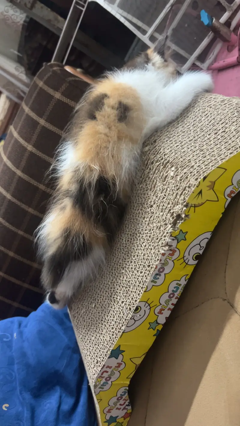 Persian cat kittens — photo 8
