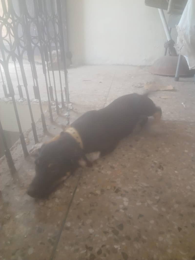 most beautiful dog Rottweiler and bully breed 0