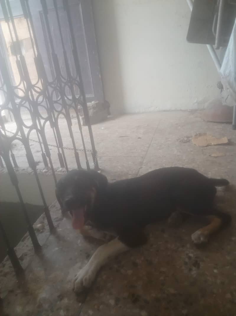 most beautiful dog Rottweiler and bully breed 2