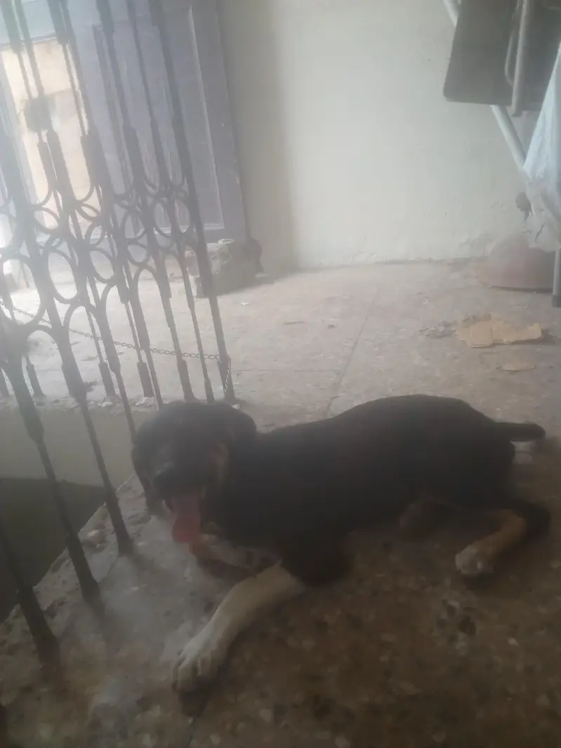 most beautiful dog Rottweiler and bully breed — photo 3