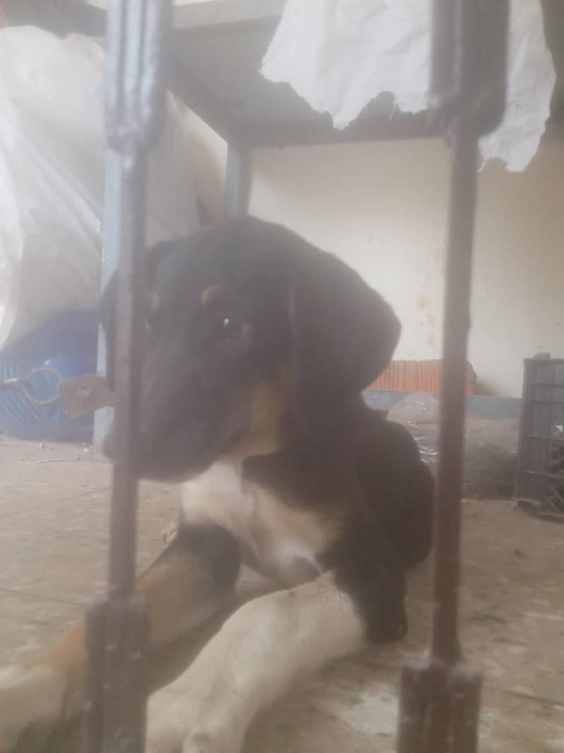 most beautiful dog Rottweiler and bully breed 3
