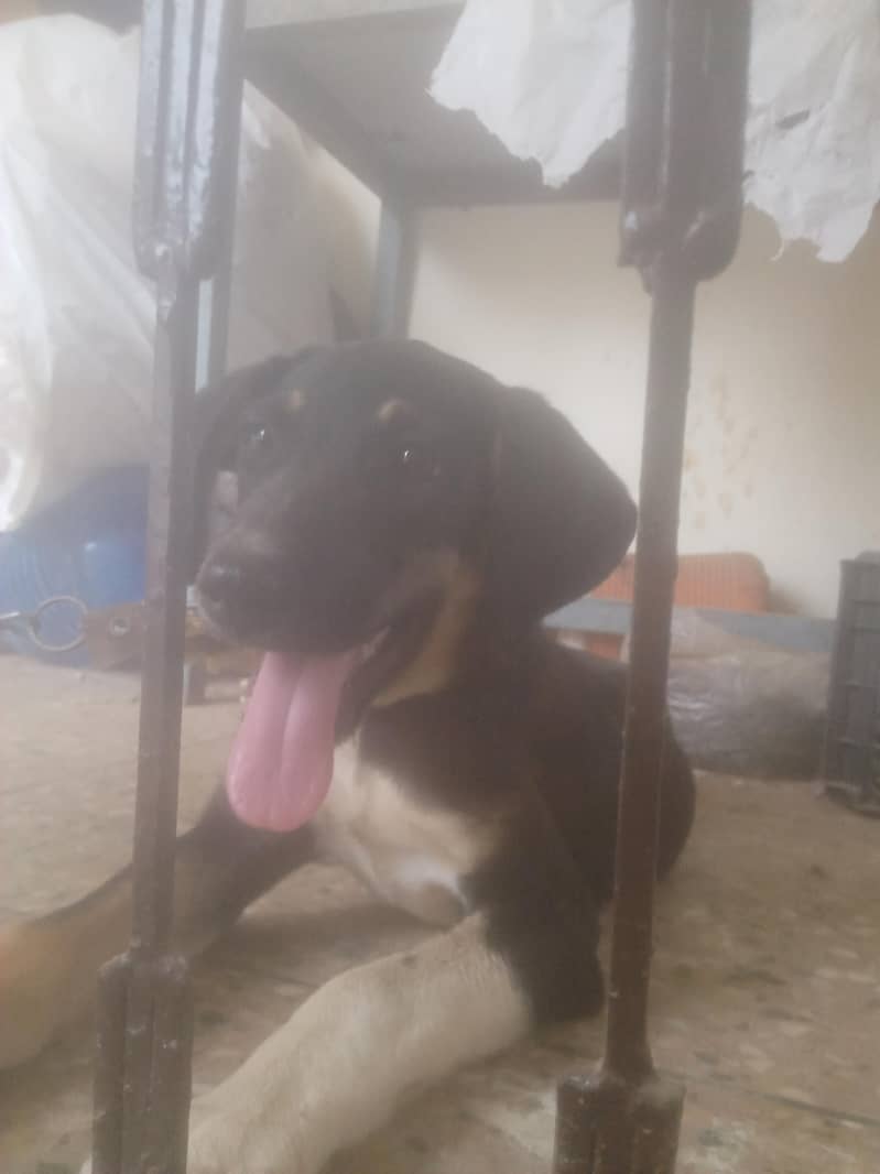 most beautiful dog Rottweiler and bully breed 4
