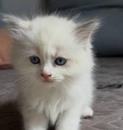 Double Coated Persian Kitten For Sale