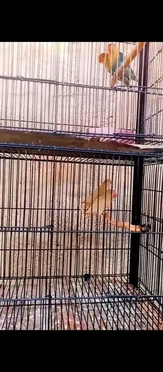 4 portion cage — photo 2