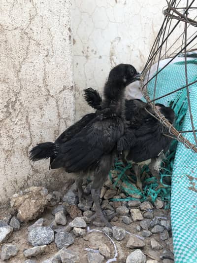 Pure astralop chicks for sale