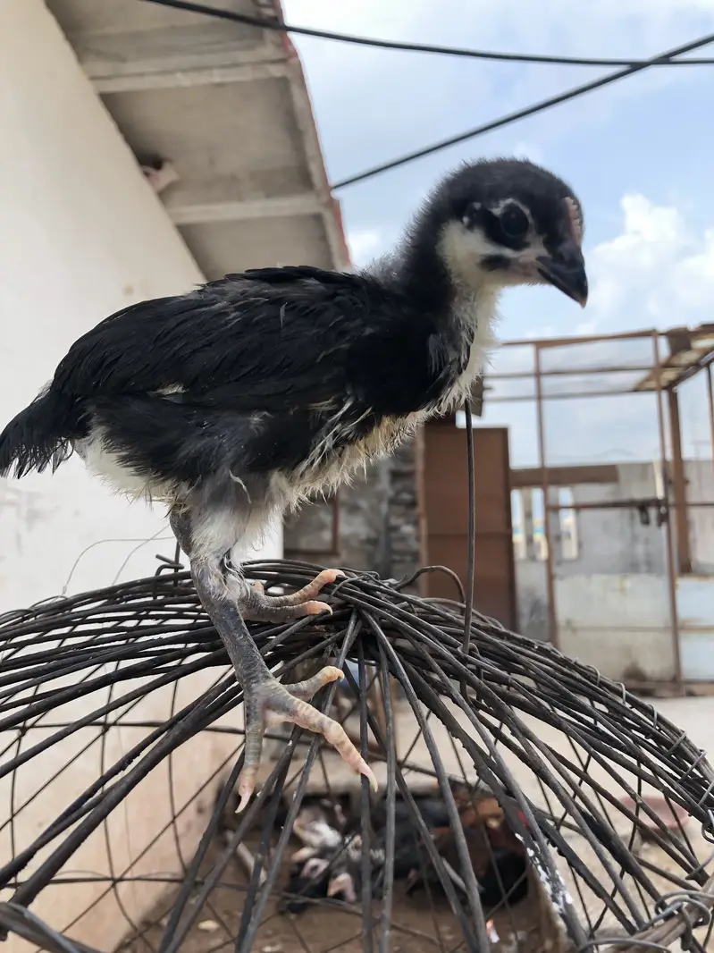 Pure astralop chicks for sale — photo 2