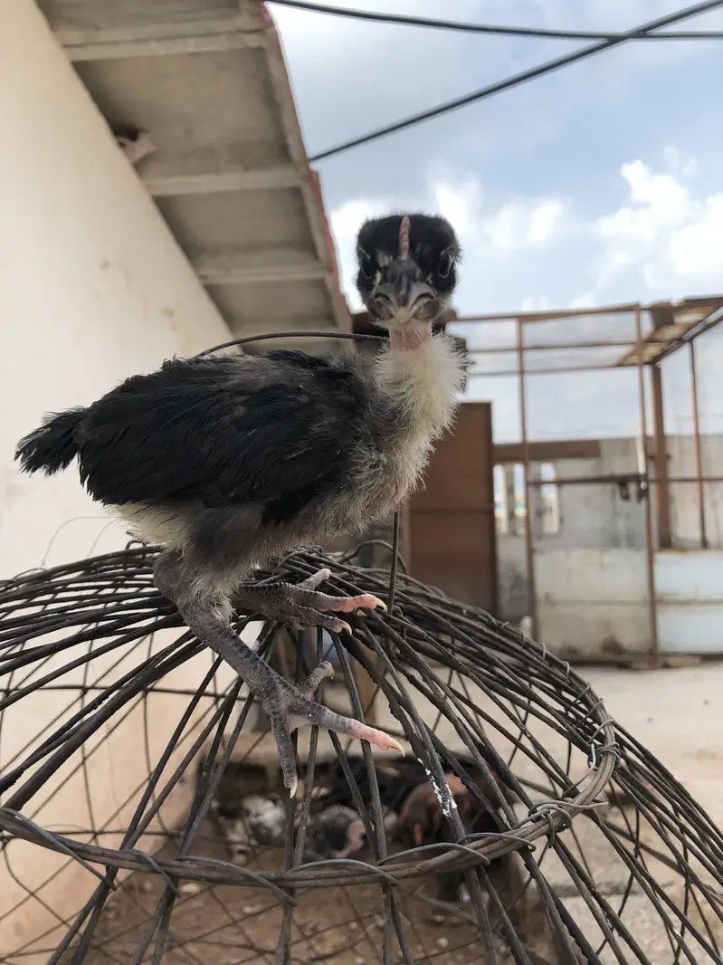 Pure astralop chicks for sale — photo 3