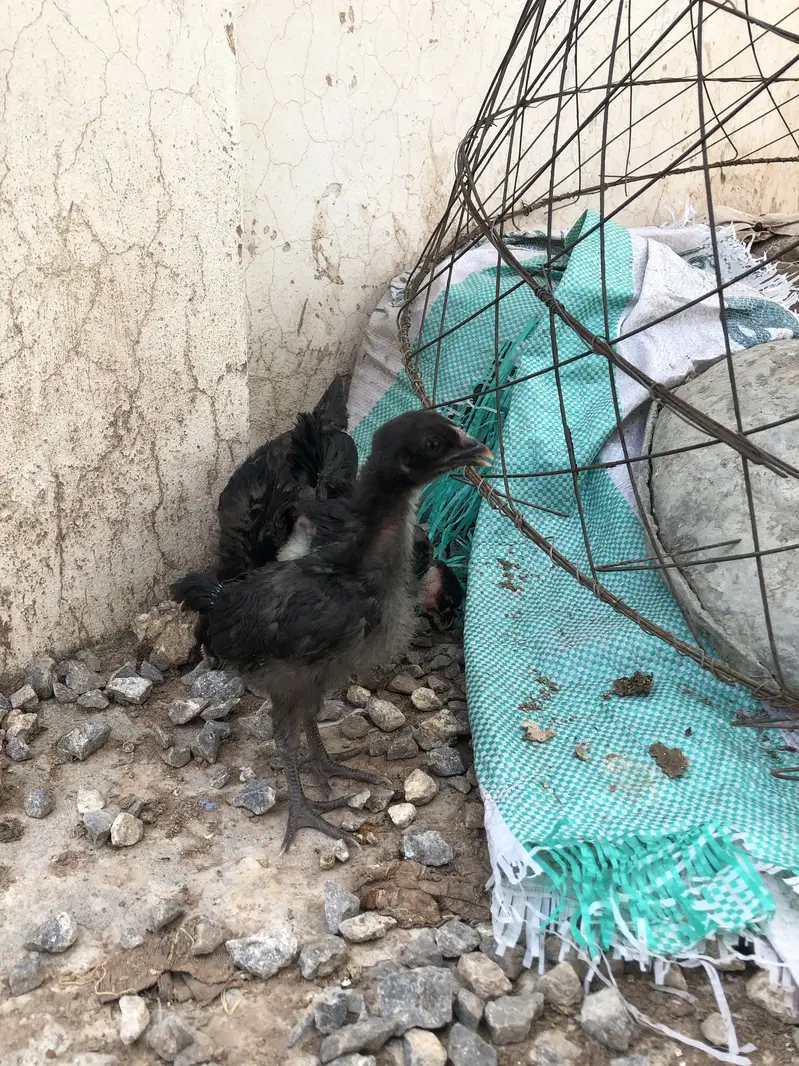 Pure astralop chicks for sale — photo 4