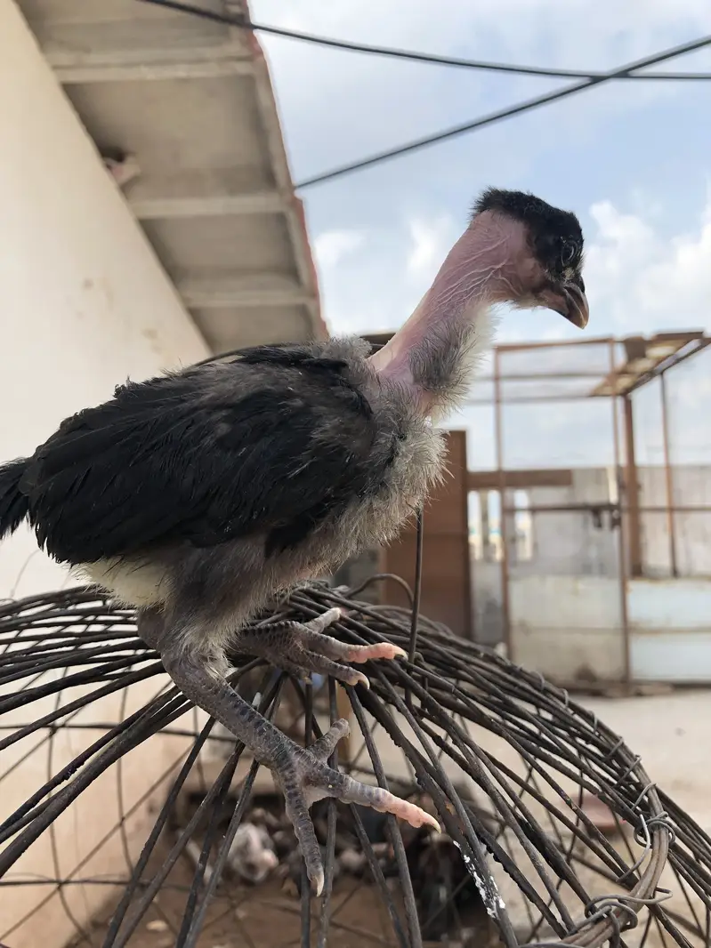 Pure astralop chicks for sale — photo 5